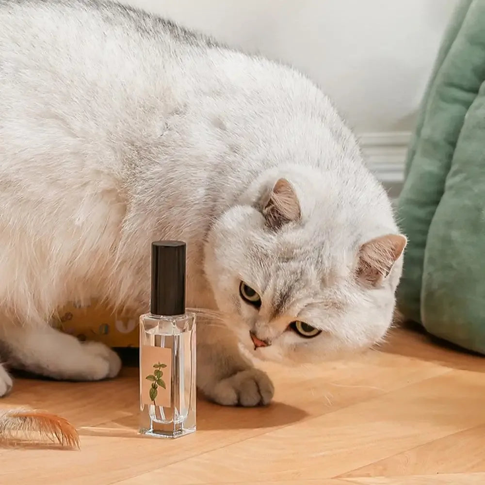 Spray attirant pour chat - MiaouDéco